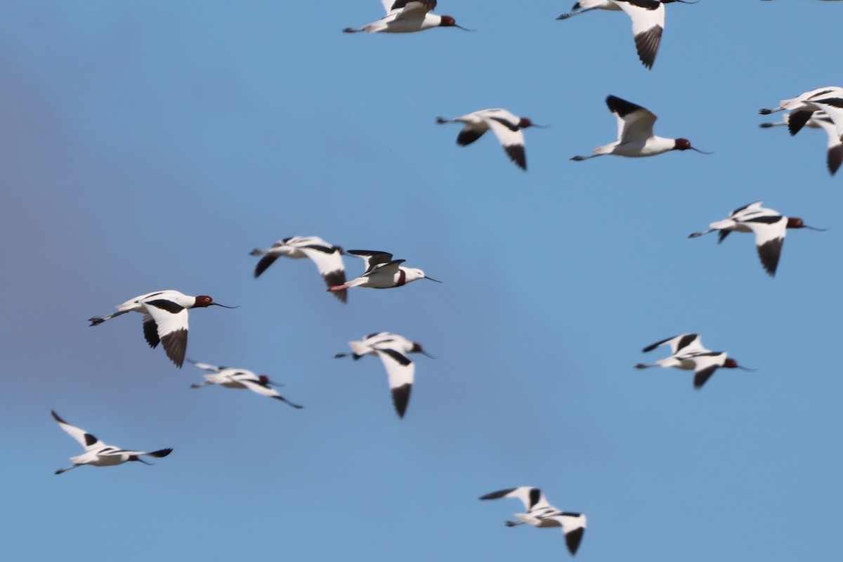 Banded Stilt - ML633485678