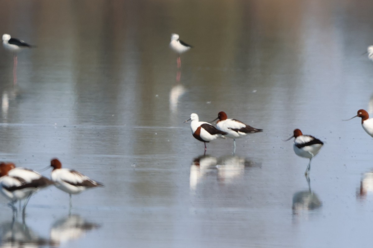 Banded Stilt - ML633485679