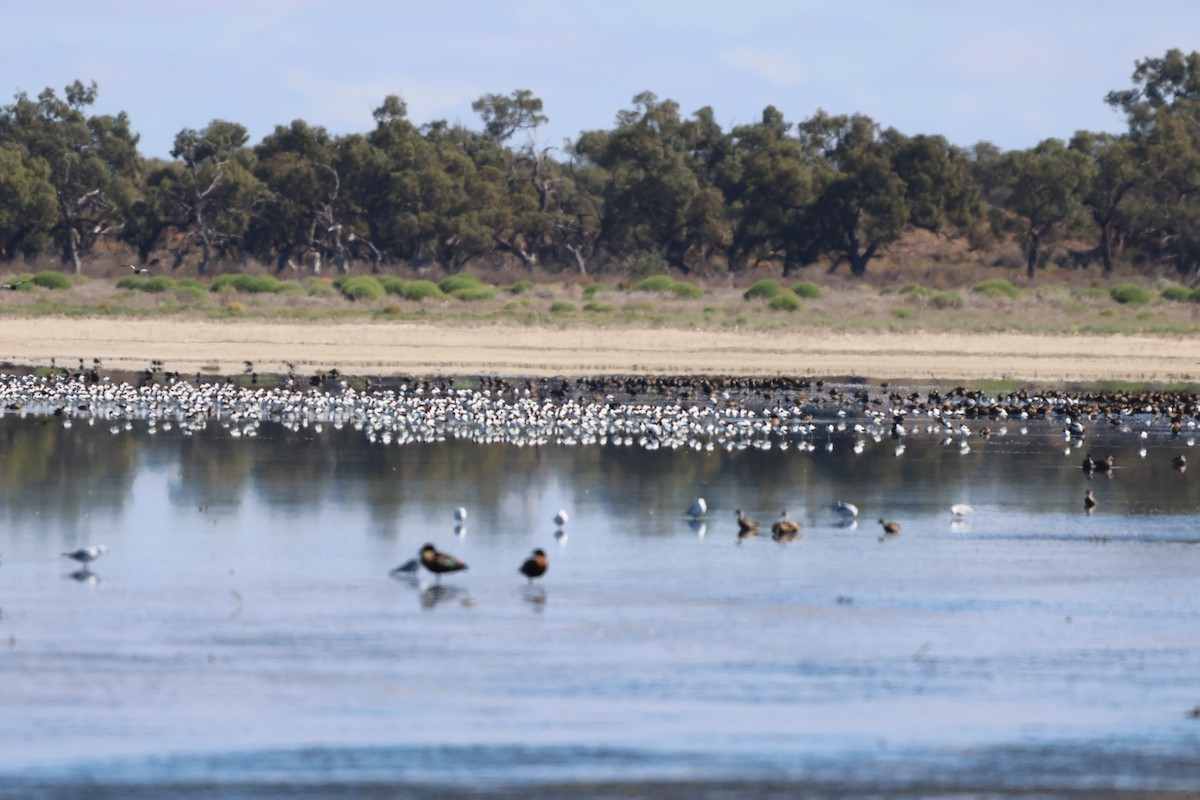 Red-necked Avocet - ML633485685