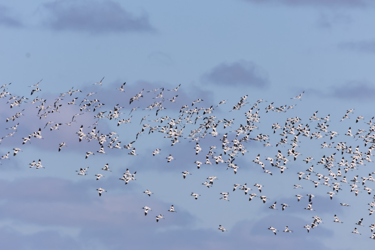 Red-necked Avocet - ML633485686