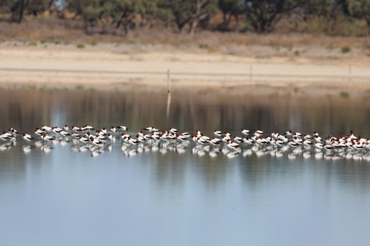 Red-necked Avocet - ML633485687