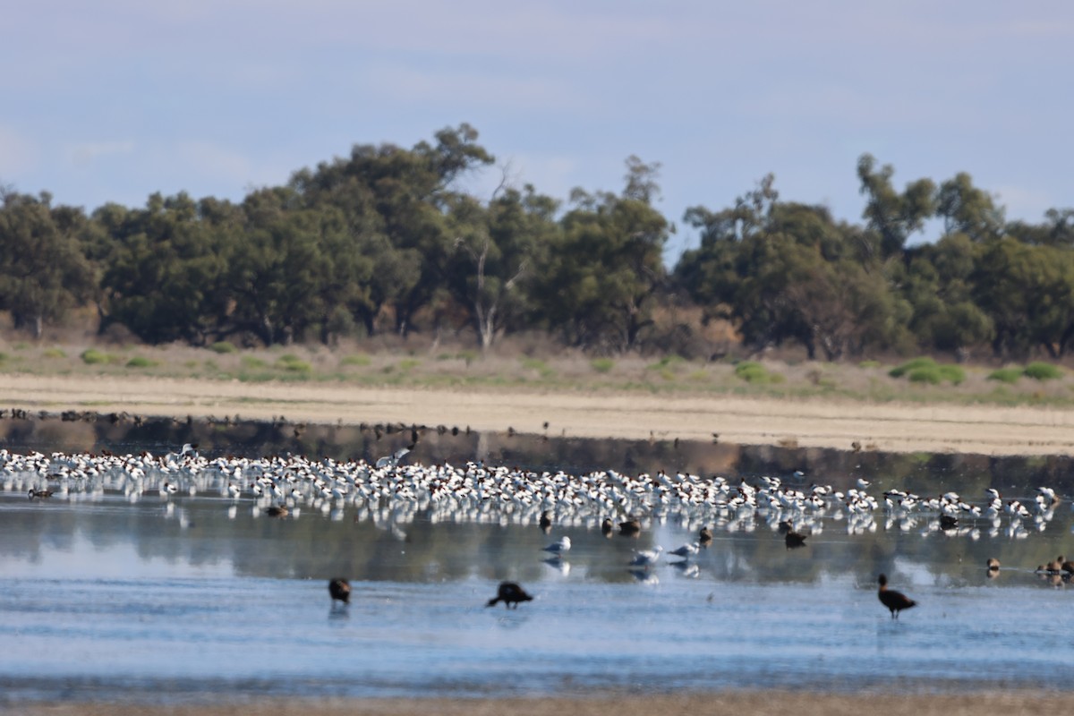 Red-necked Avocet - ML633485688