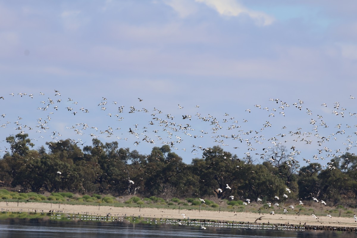 Red-necked Avocet - ML633485689
