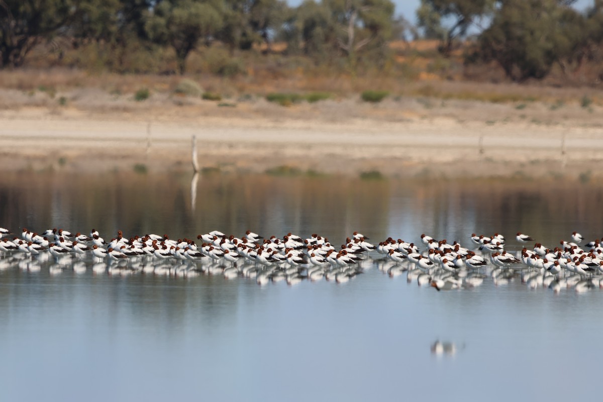 Red-necked Avocet - ML633485690