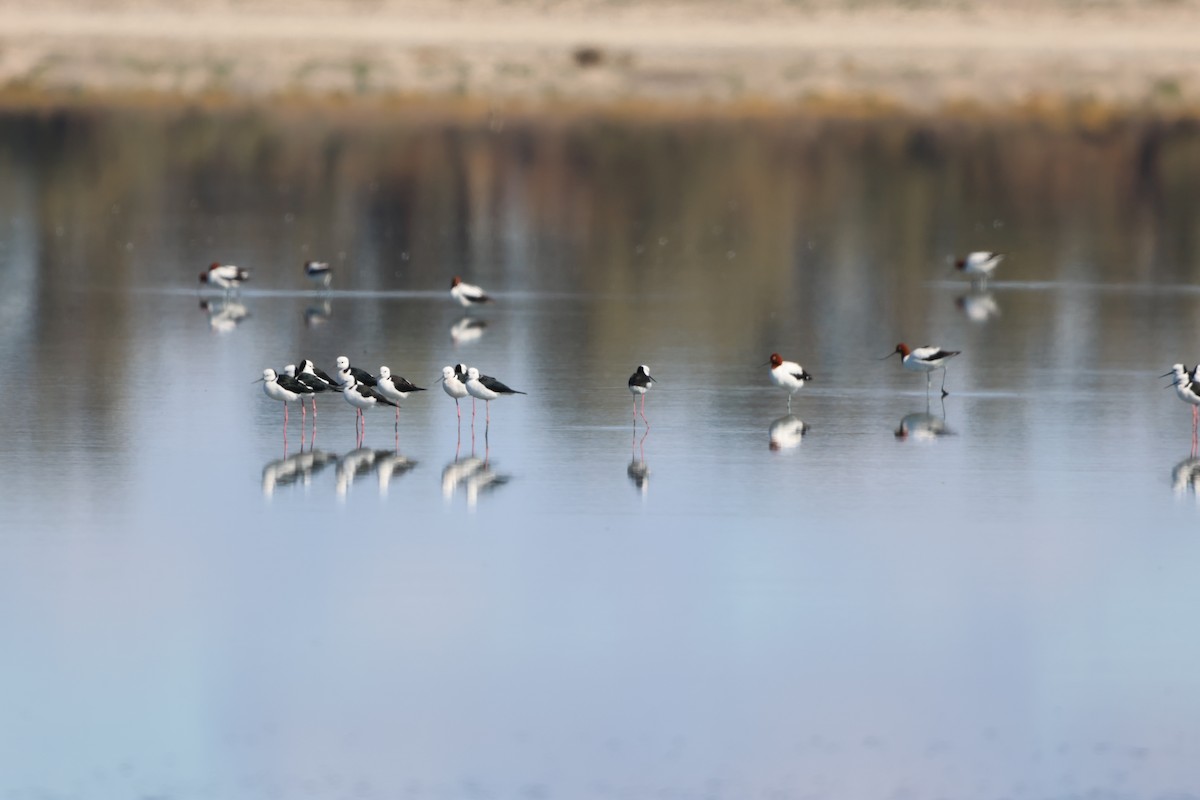 Pied Stilt - ML633485694