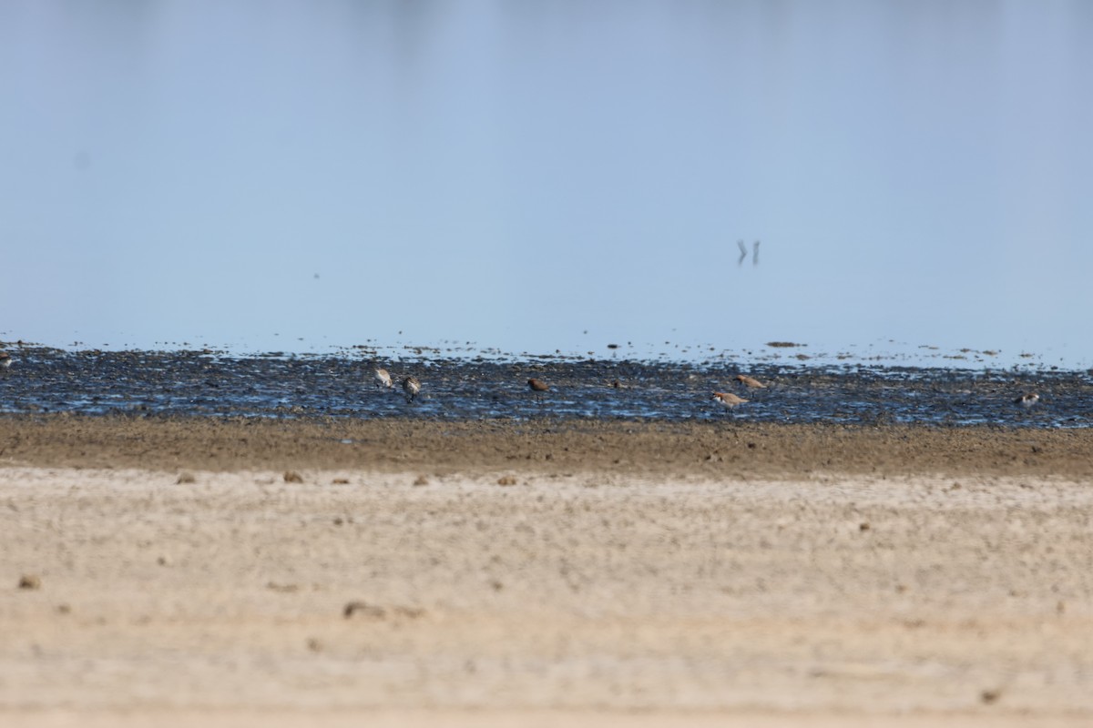 Red-capped Plover - ML633485701