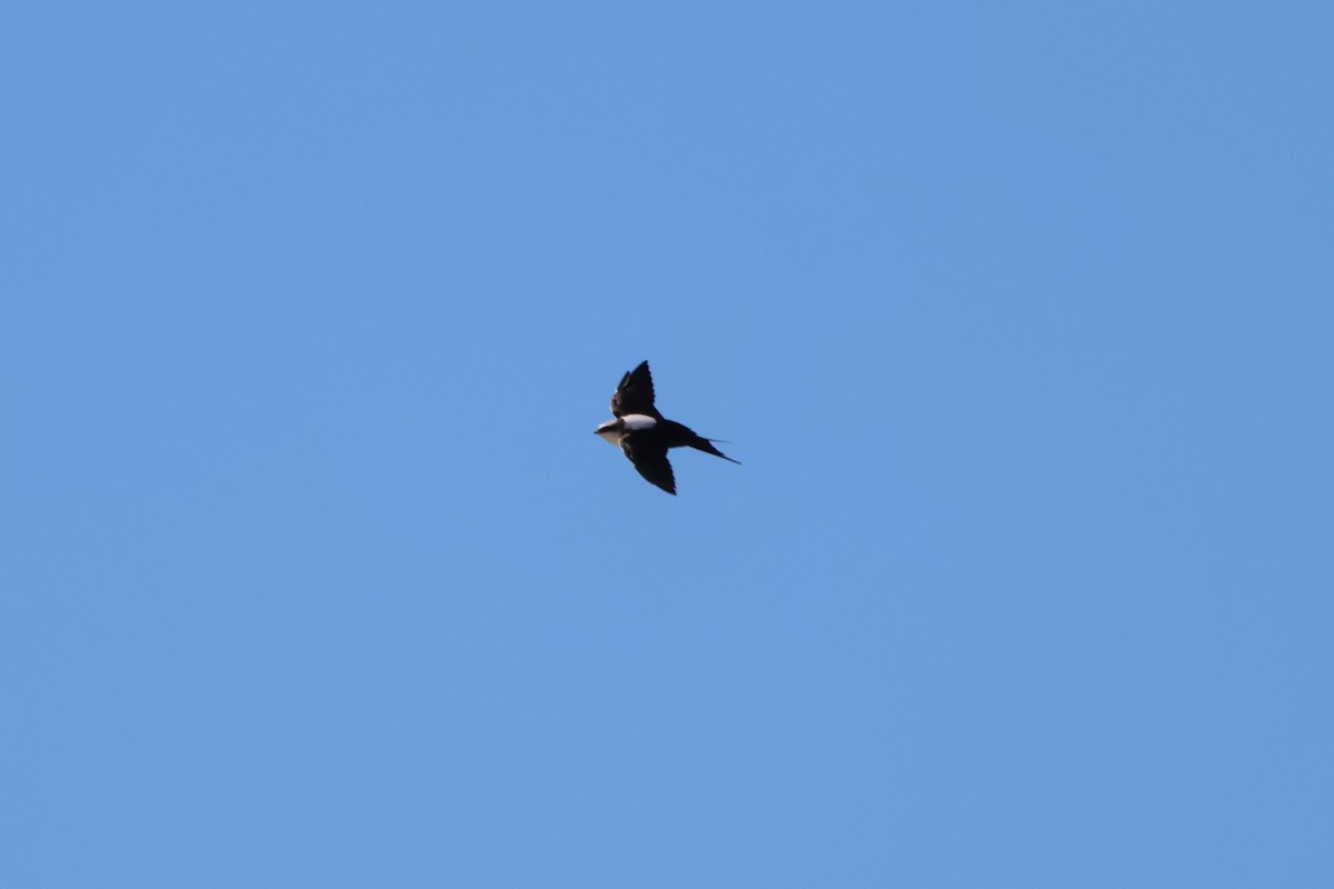 White-backed Swallow - ML633485714
