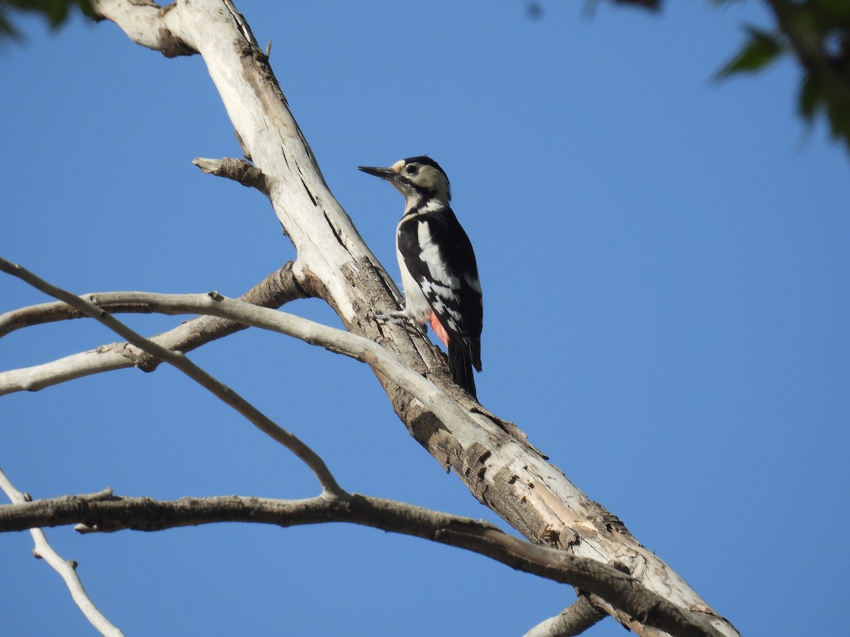Syrian Woodpecker - ML633485795