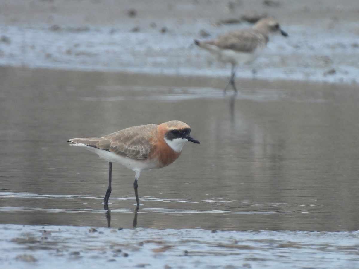 Tibetan Sand-Plover - ML633485834