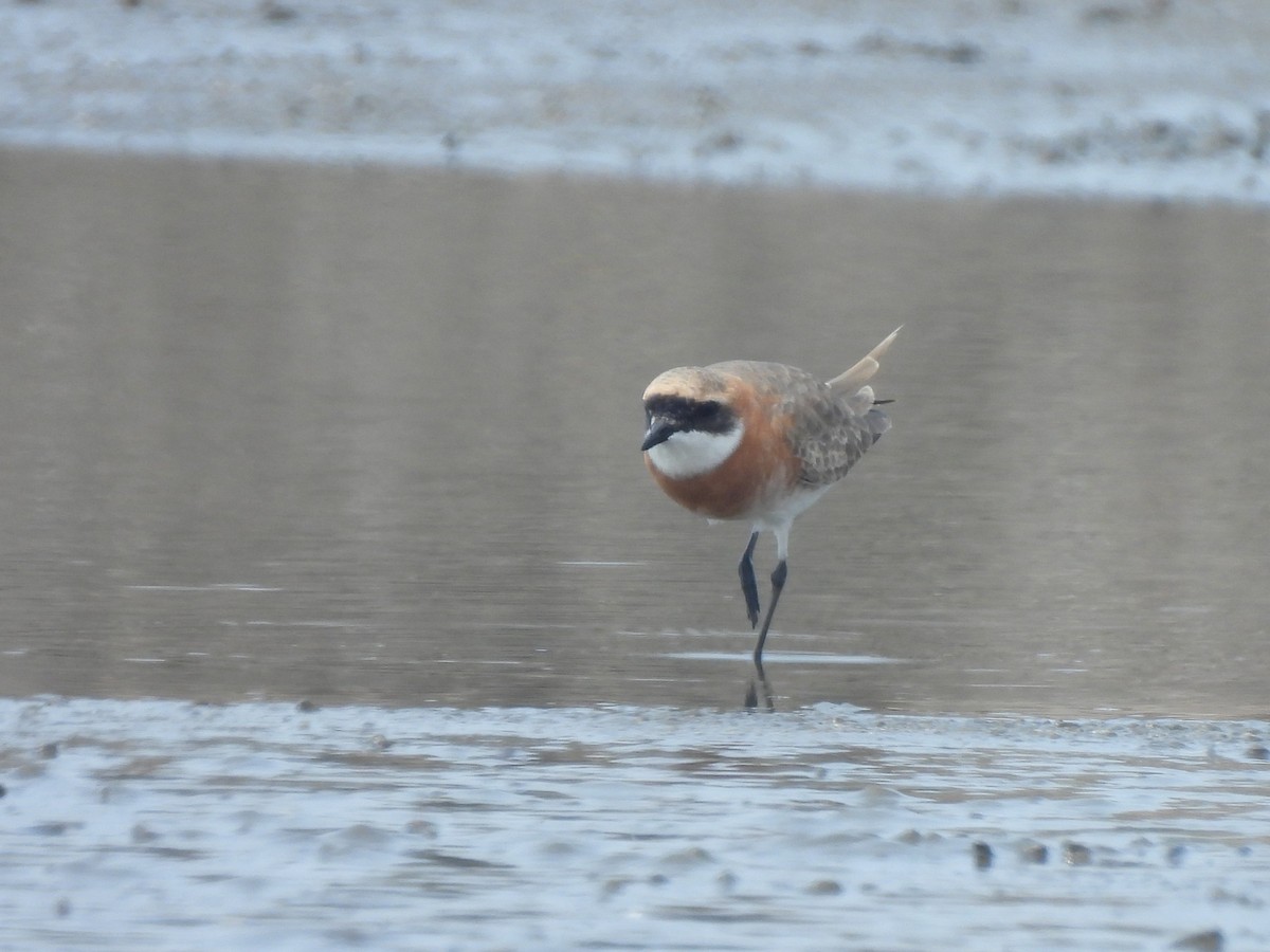 Tibetan Sand-Plover - ML633485835