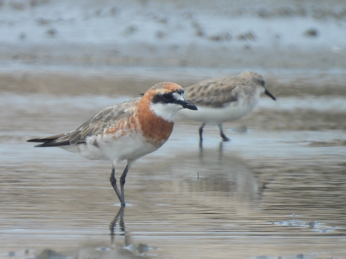 Siberian Sand-Plover - ML633485841