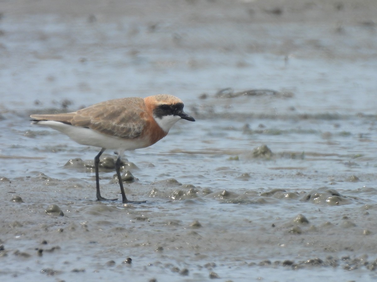 Tibetan Sand-Plover - ML633485842
