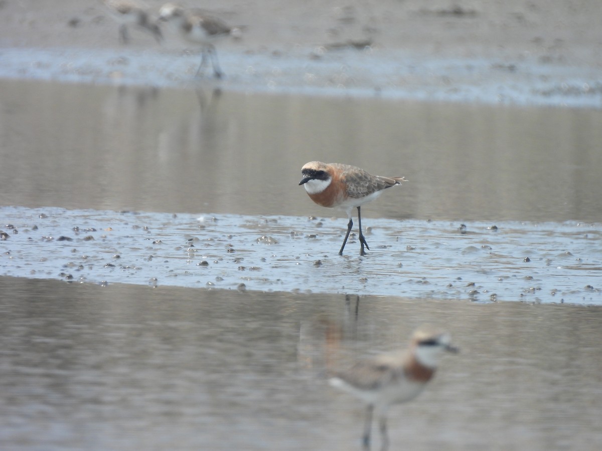 Tibetan Sand-Plover - ML633485844