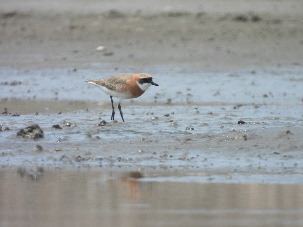 Tibetan Sand-Plover - ML633485851