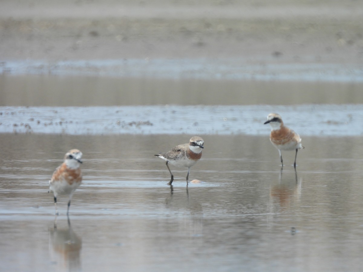 Siberian Sand-Plover - ML633485855