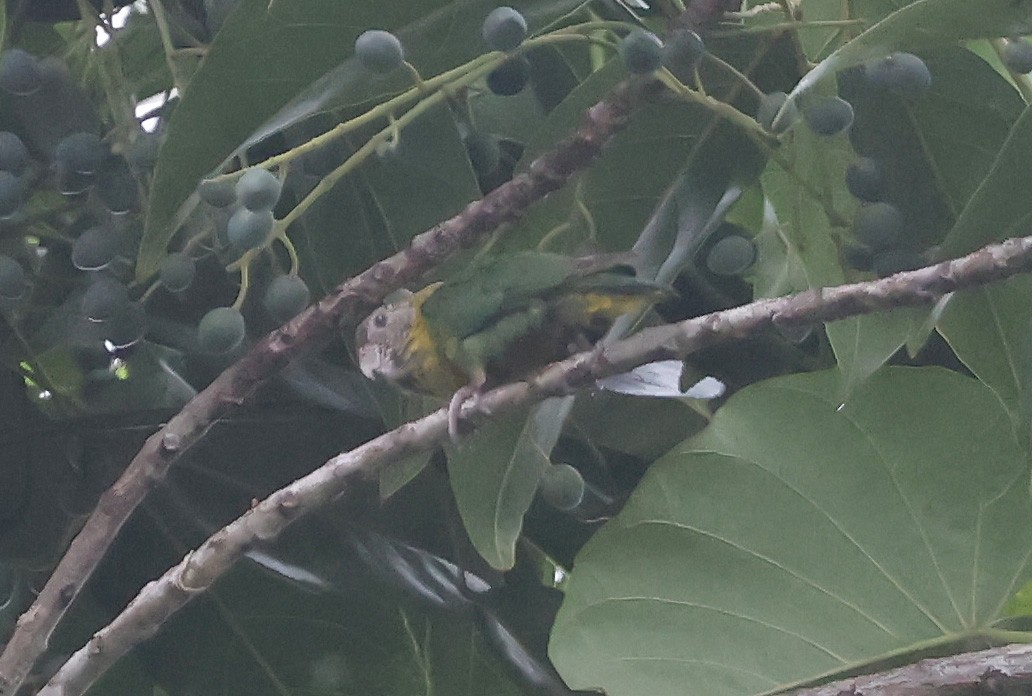 Meek's Pygmy-Parrot - ML633485892