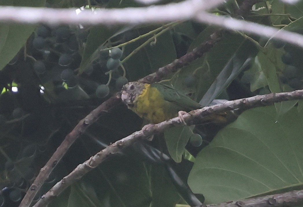 Meek's Pygmy-Parrot - ML633485893