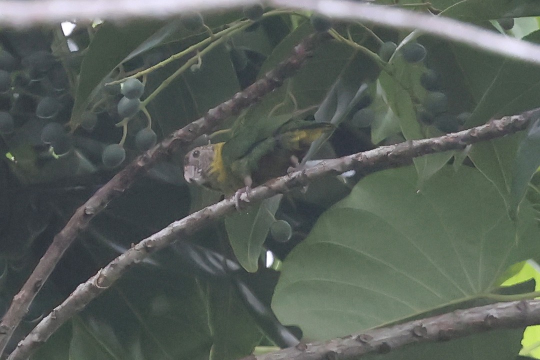 Meek's Pygmy-Parrot - ML633485894