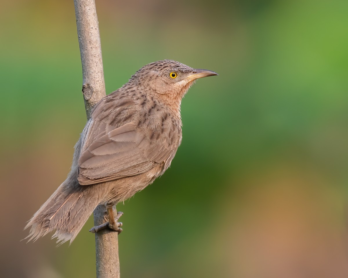 Striated Babbler - ML633485927
