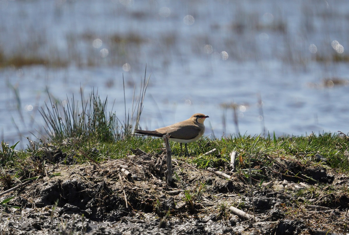 Collared Pratincole - ML633485941