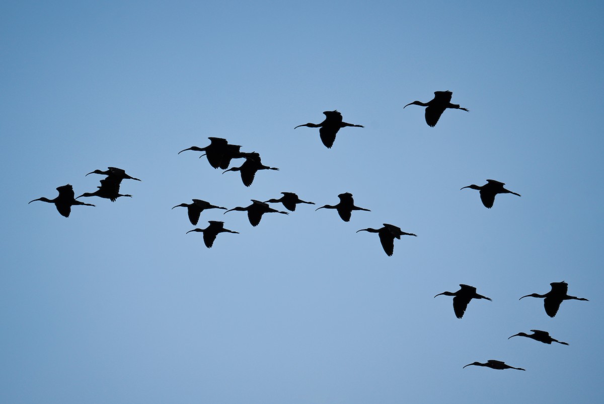 Glossy Ibis - ML633485962