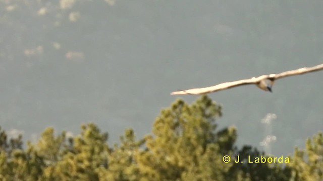 Ооч ёл - ML633485995