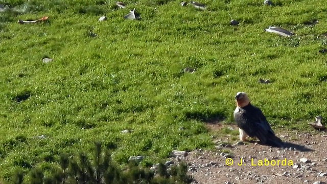 Ооч ёл - ML633485997