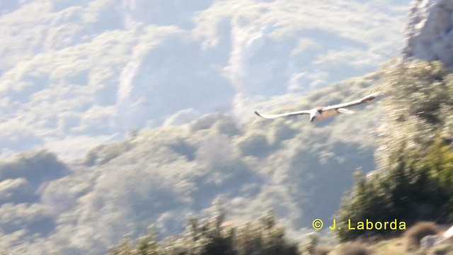 Ооч ёл - ML633485998