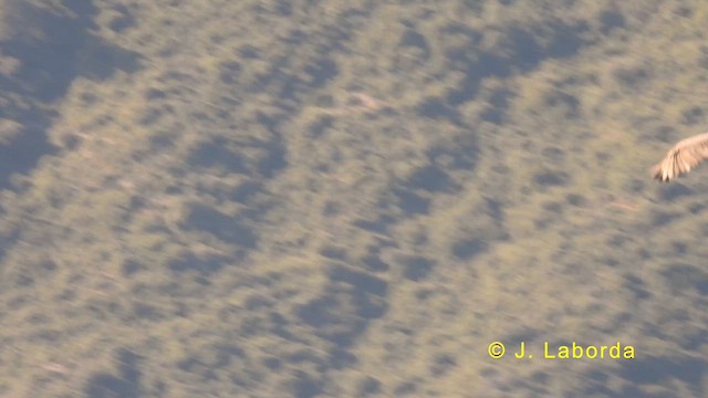 Ооч ёл - ML633486002