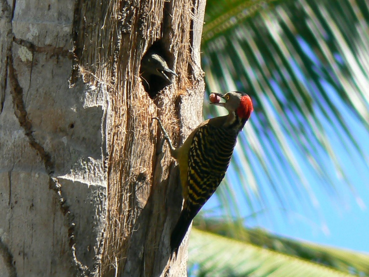 Hispaniolan Woodpecker - ML633486005