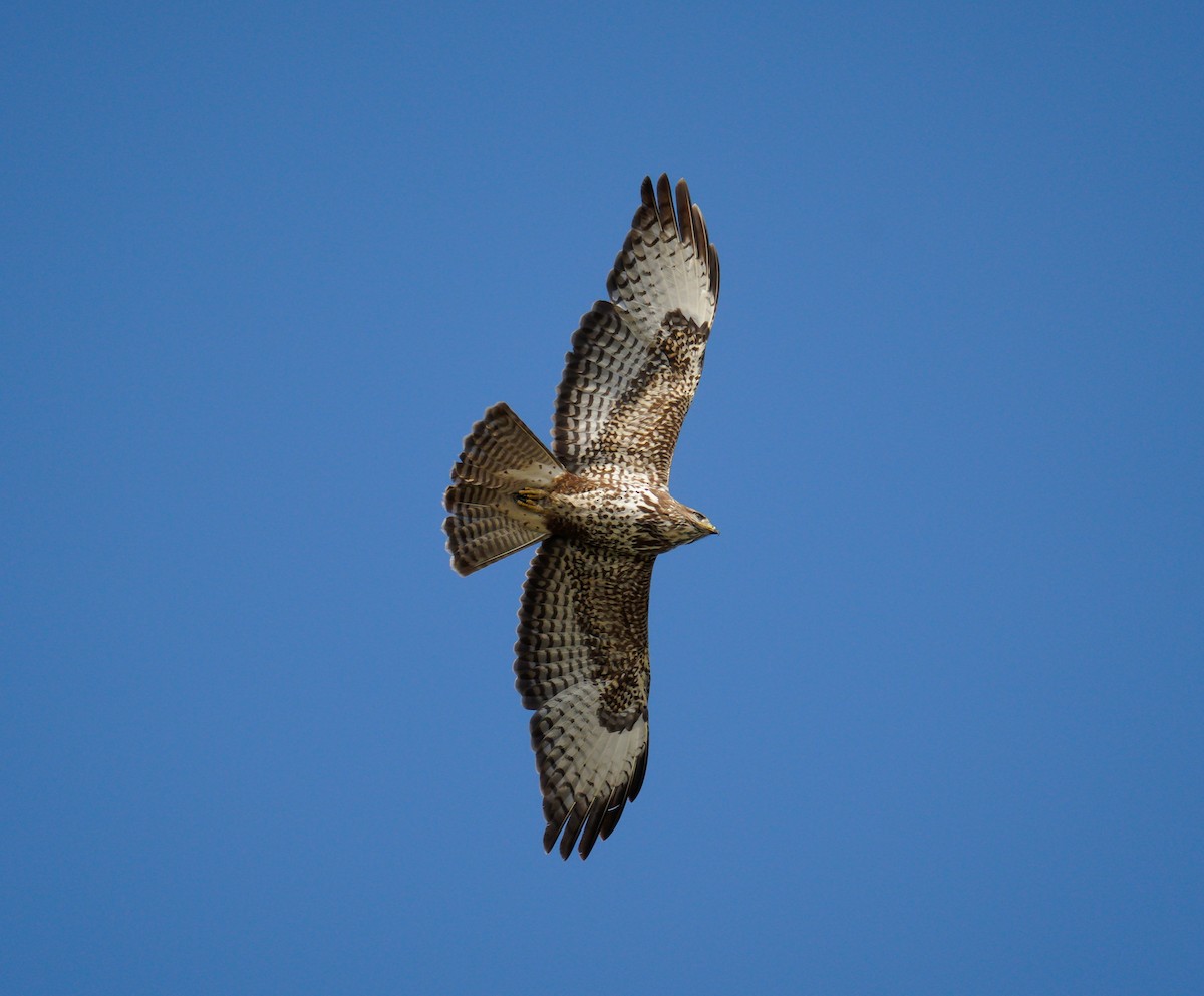 Common Buzzard - ML633486011