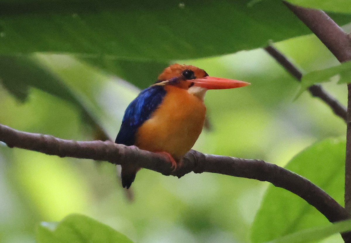 Manus Dwarf-Kingfisher - ML633486075