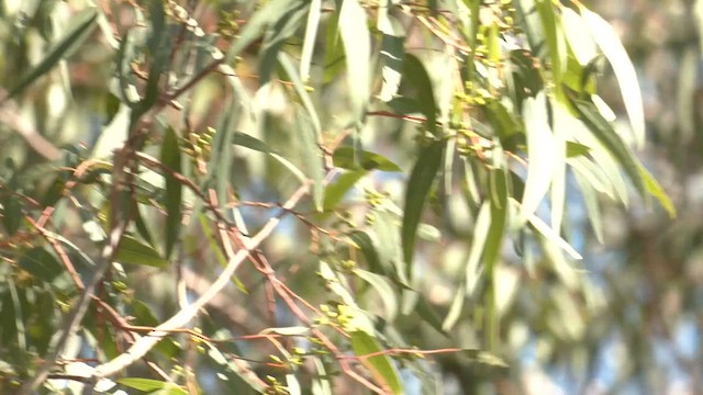 Striated Pardalote (Striated) - ML633486080