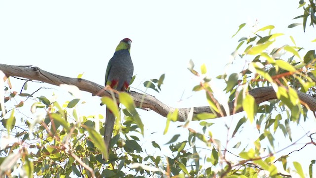 Red-capped Parrot - ML633486089