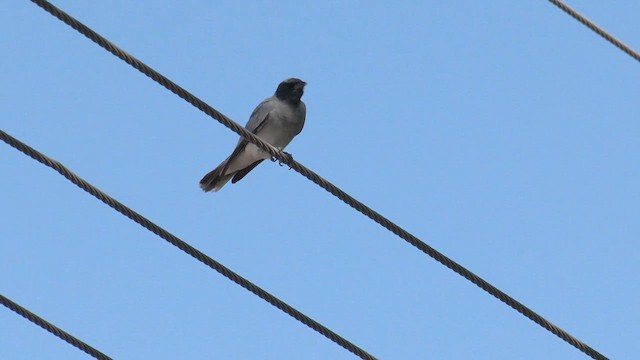 Black-faced Cuckooshrike - ML633486140