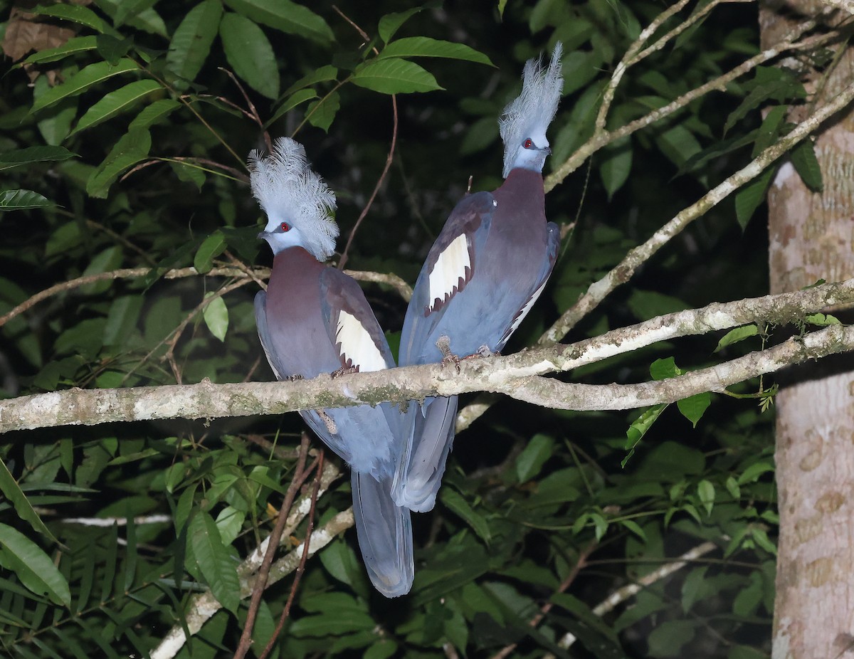 Sclater's Crowned-Pigeon - ML633486146