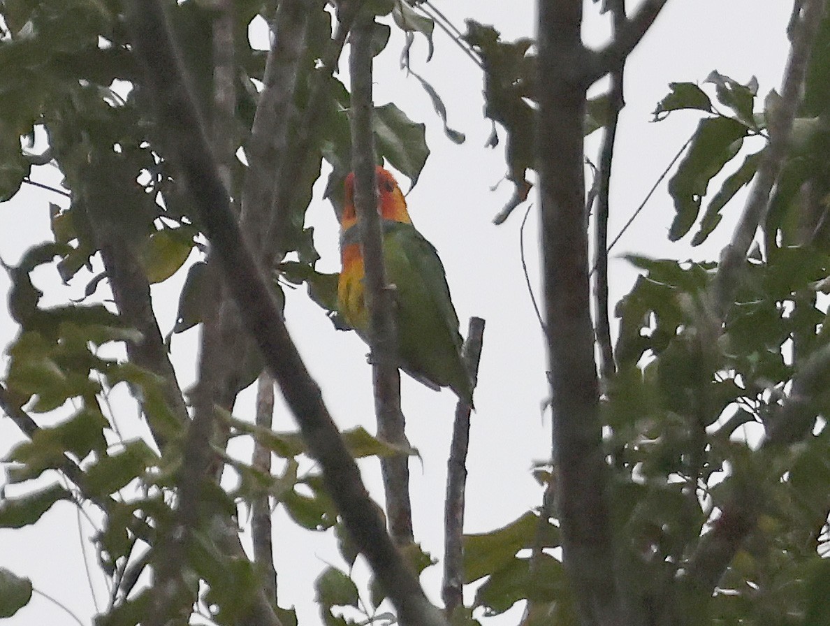 Large Fig-Parrot - ML633486255