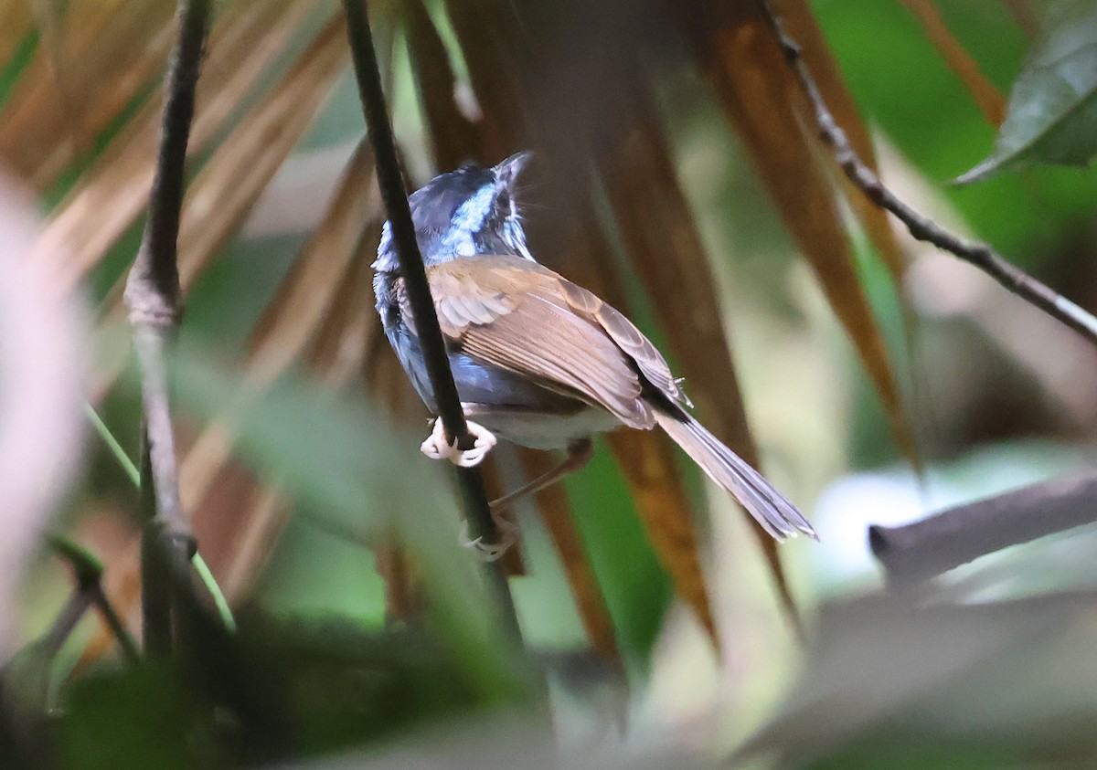 Campbell's Fairywren - ML633486261