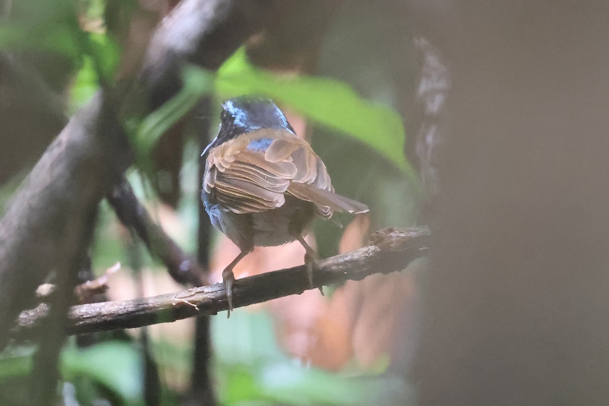 Campbell's Fairywren - ML633486264