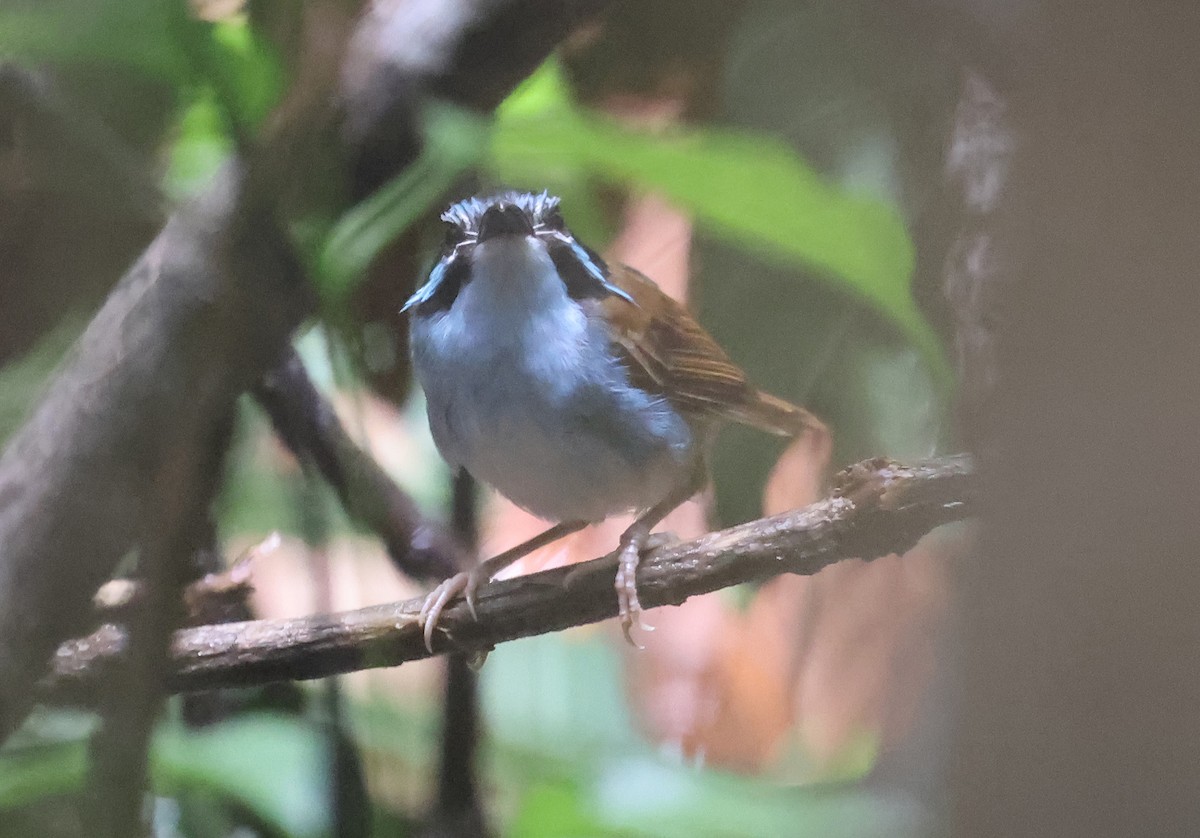 Campbell's Fairywren - ML633486265