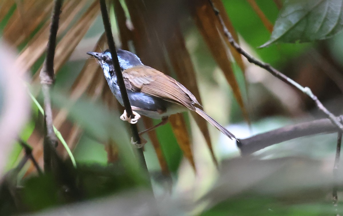 Campbell's Fairywren - ML633486266