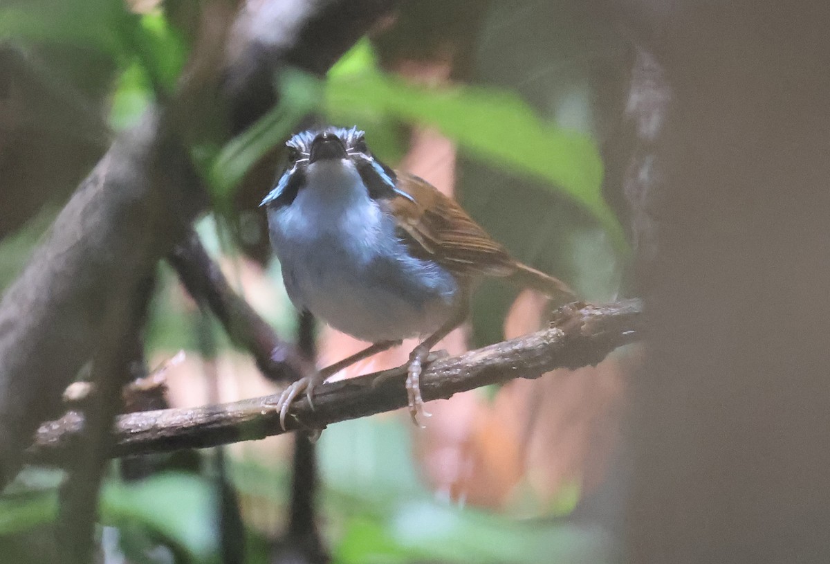 Campbell's Fairywren - ML633486267