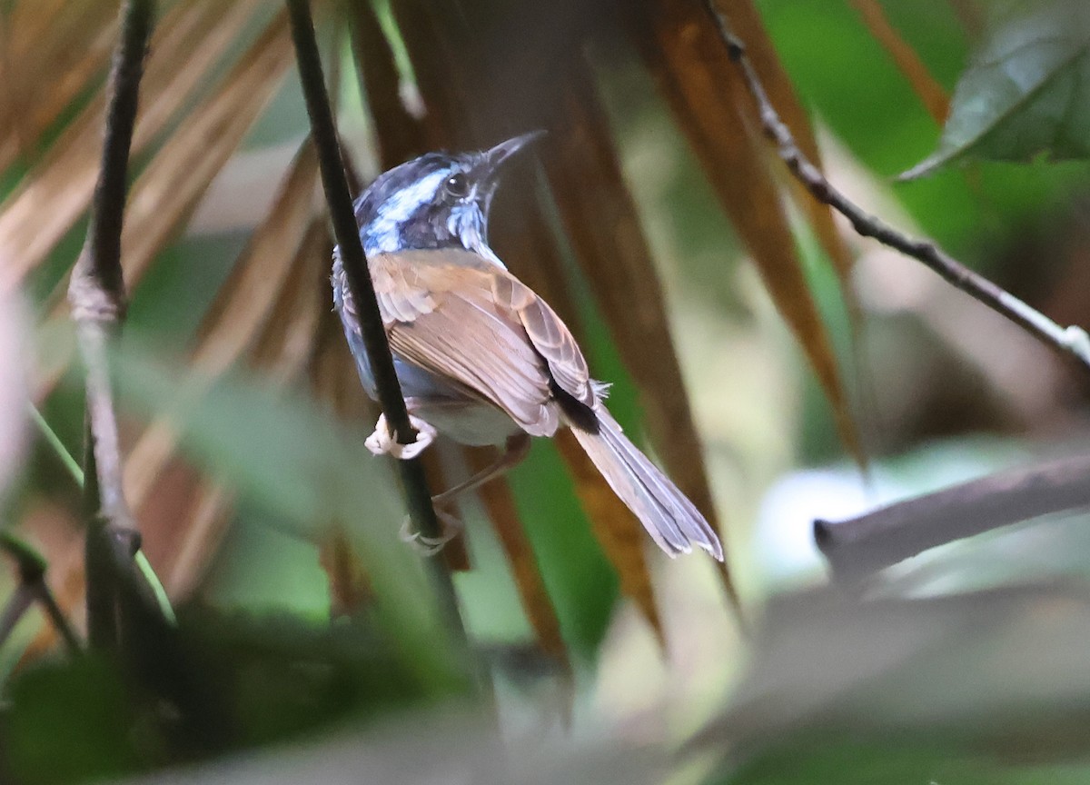 Campbell's Fairywren - ML633486268