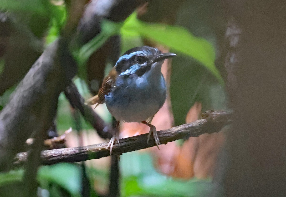 Campbell's Fairywren - ML633486270
