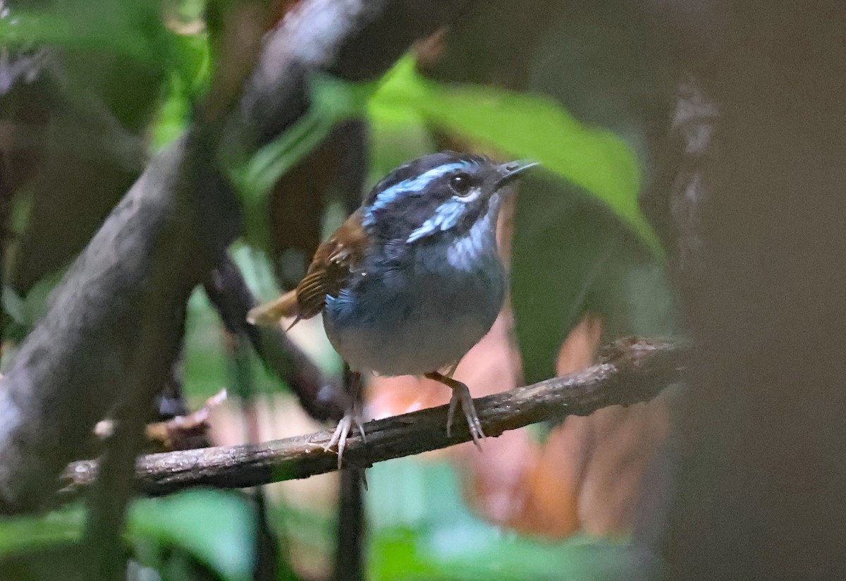Campbell's Fairywren - ML633486271