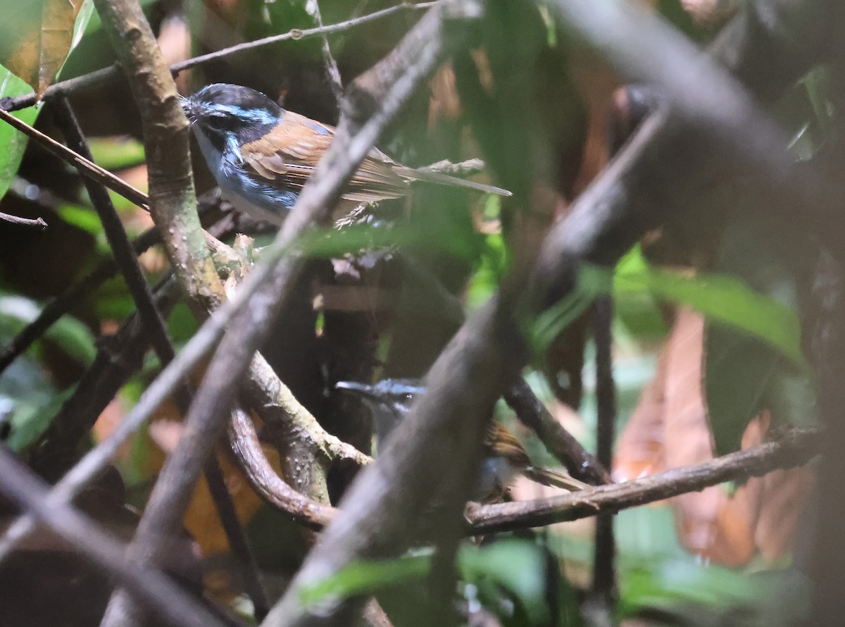 Campbell's Fairywren - ML633486272