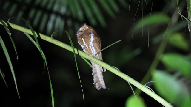 Starry Owlet-nightjar - ML633486334