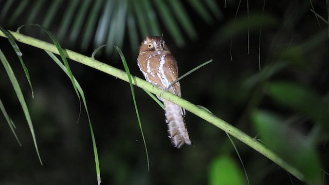 Starry Owlet-nightjar - ML633486338