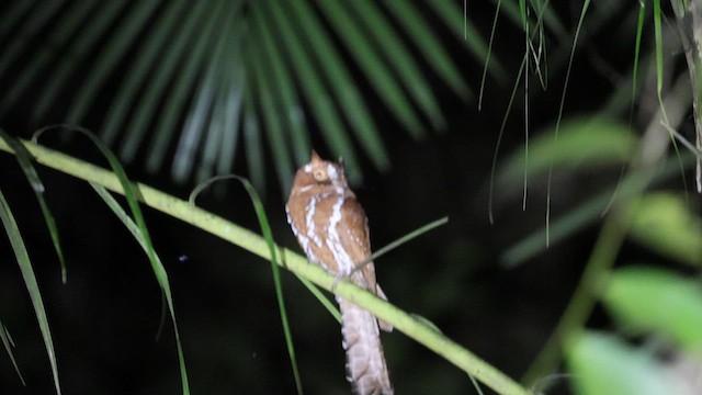 Starry Owlet-nightjar - ML633486339