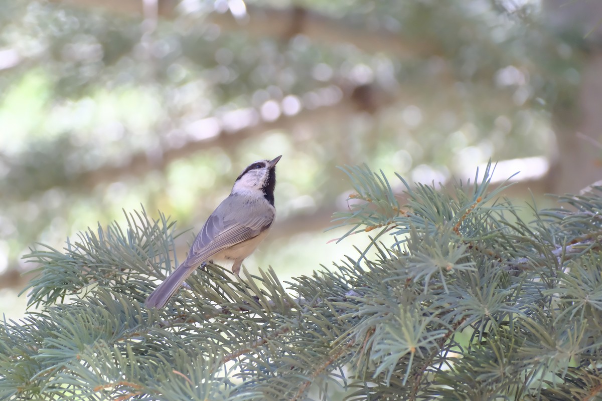Mountain Chickadee - ML633486434